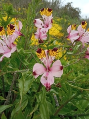 Alstroemeria pulchra