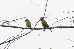 Eupsittula canicularis