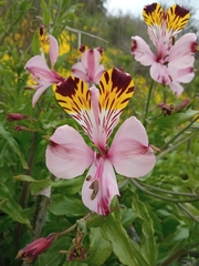 Alstroemeria pulchra