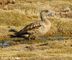 Lophonetta specularioides