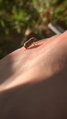 Eurymycter