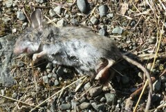 Peromyscus sonoriensis