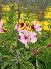 Alstroemeria pulchra