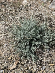 Teucrium capitatum