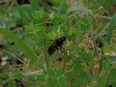 Elaphroptera nigripennis