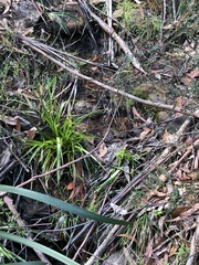 Juncus planifolius