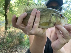 Ambloplites rupestris