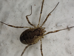 Oligolophus hanseni