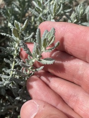 Teucrium capitatum