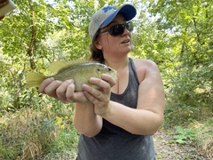 Ambloplites rupestris