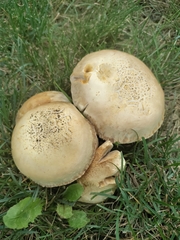 Agaricales