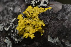 Vulpicida canadensis