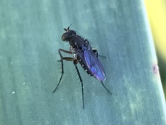 Dolichopodidae