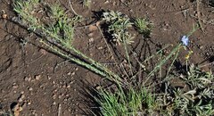 Linum lewisii