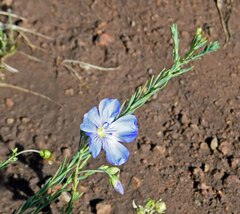 Linum lewisii