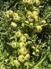 Pyrus spinosa