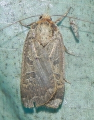 Abagrotis alternata