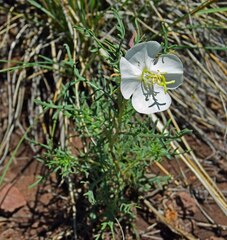 Oenothera coronopifolia