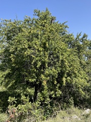 Pyrus spinosa