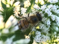Apis mellifera