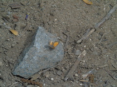 Pseudolucia benyamini