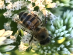 Apis mellifera