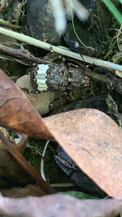 Eurymycter