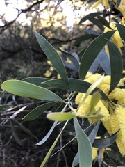 Acacia binervia