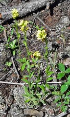 Draba aurea