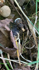 Eurymycter