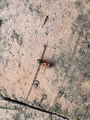 Camponotus floridanus