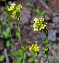 Draba aurea