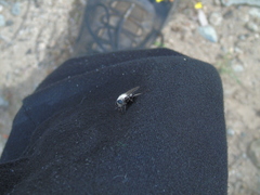 Osca varia