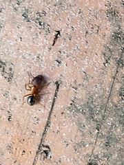 Camponotus floridanus