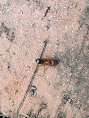 Camponotus floridanus