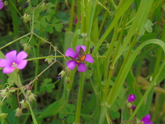 Lachnocephala vellosata