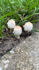 Chlorophyllum molybdites