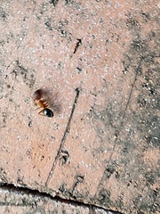 Camponotus floridanus