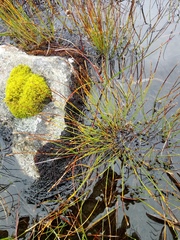 Trichophorum cespitosum