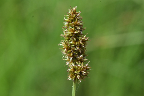 Lesser panicled sedge (Carex diandra)