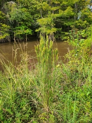 Andropogon glomeratus