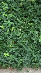 Trachelospermum asiaticum