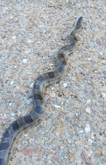 Lampropeltis calligaster
