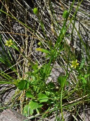 Ranunculus inamoenus