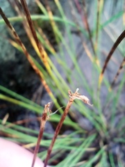 Trichophorum cespitosum