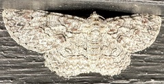 Iridopsis defectaria