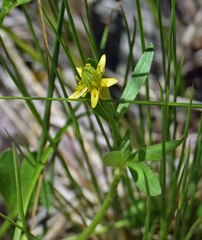 Ranunculus inamoenus