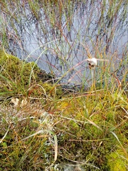 Eriophorum angustifolium