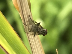 Muscoidea