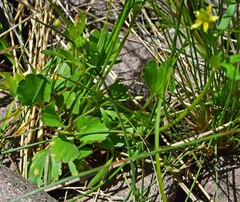 Ranunculus inamoenus